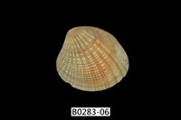 藏品(厚殼縱簾蛤)的圖片